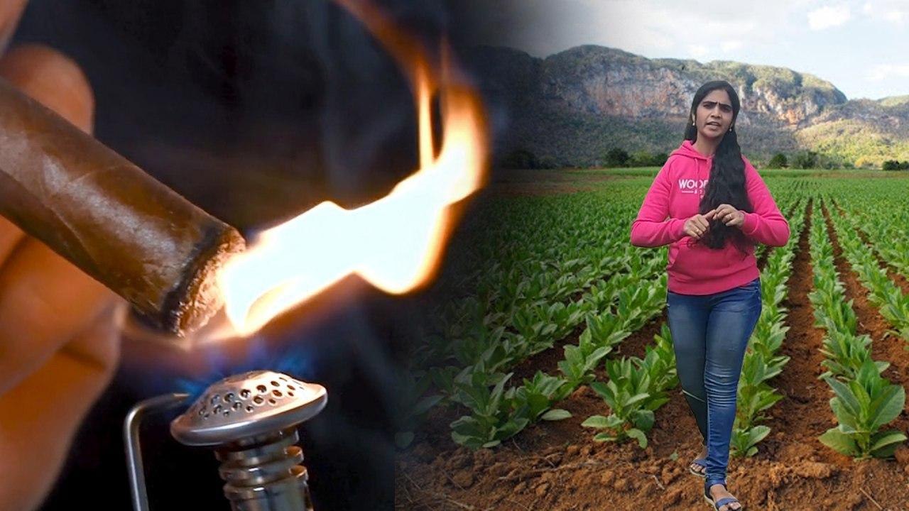 #WorldNoTobaccoDay2020 : Tobacco Farming Process | #TobaccoFreeGeneration || Boldsky Telugu