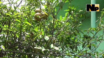 বাড়ির ছাদের উপর ফল বাগান- আমার শখ- বাংলা ব্লক - বাংলা  খবর