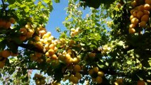 Şeftali trintina kayısı nar elma ceviz meyve ağaçlarını tanıyalım yemyeşil vahada