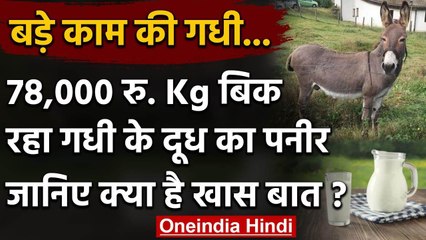 World Milk Day:  Donkey के Milk से बनता है दुनिया का सबसे महंगा पनीर, जानिए खासियत | वनइंडिया हिंदी