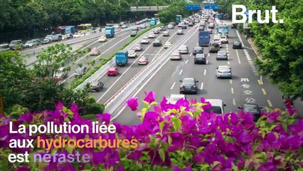 Miel des villes VS miel des champs : lequel est le meilleur ?