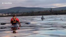 This amazing footage shows a kayker's close encounter with a basking shark