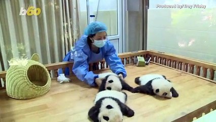 Panda Trio Born During Pandemic Celebrate Special Day