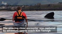Watch Kayaker’s Shockingly Close Encounter with a Basking Shark
