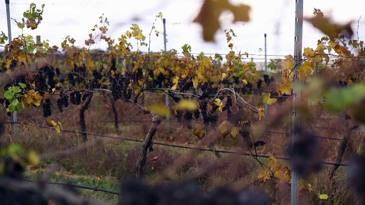 "Aroma wie Aschenbecher": Buschbrände bringen Winzer in Not