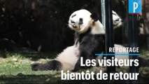 Le zoo de Beauval rouvre ses portes : « Certains animaux sont à la recherche du public »