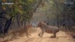 Hostile lioness strikes male lion after rejecting his advances in western India