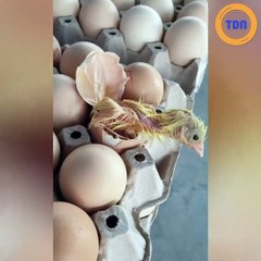 Dans une alvéole d'oeufs en vente dans un supermarché, un poussin sort d'un oeuf !