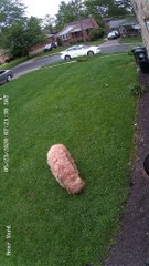 Mama Deer Doesn't Take Kindly to Playful Pooch Near Her Babies