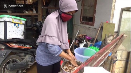Indonesian housewife rescues homeless cats from huge mounds of garbage