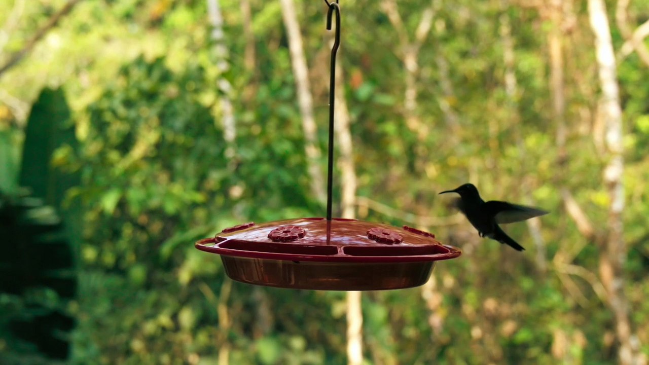 A Humming Bird Suspended In The Air Flying Before Resting, Bird Perched On Branch, Slow Motion Footage Of A Hummingbird"s Wings Flapping While Feeding