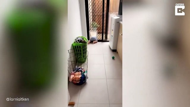 Son fils essaie de s'échapper par la trappe du chien... coincé