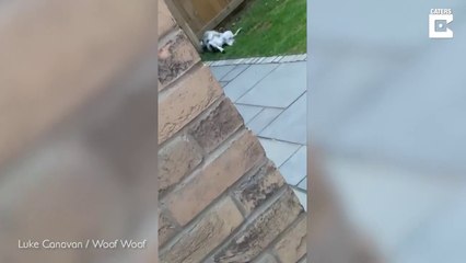 Ce chien curieux espionne les voisins