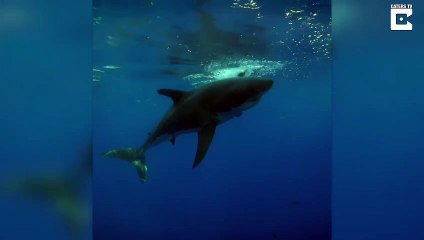 Ce requin crée un tourbillon en plongeant