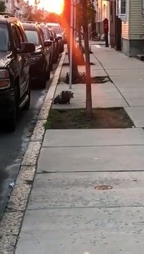 Une maman opossum transporte ses bébés sur son dos