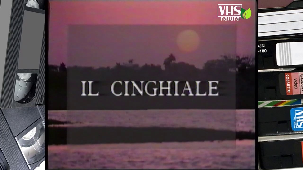 IL CINGHIALE