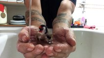 Cet oiseau vient se baigner dans ses mains pleines d'eau !