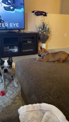 Boston Terrier Unamused by Energetic Pup