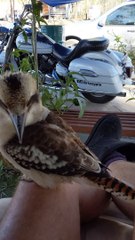 Feeding a Pet Kookaburra