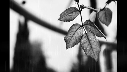 Musica de lluvia relajante 30m (( Música Suave de LLuvia )) Si te relaja ‍♀️el sonido de LLuvia. Entra y Escuchala!