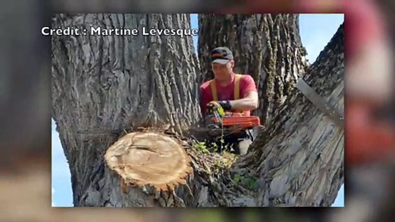 Abattage d'un immense arbre dans le quartier Notre-Dame-du-Lac