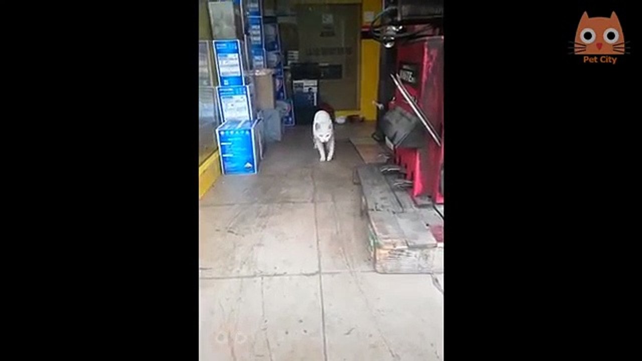 Trate de no reírse - Videos divertidos de gatos y perros #16