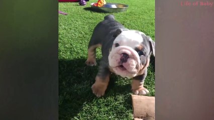 Try_Not_To_Laugh_-_At_This_Super_Funny_Dogs_Video_Compilation