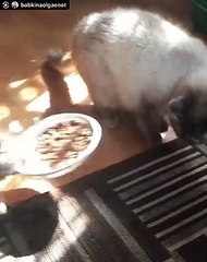 Little Fox Take Food From Cats