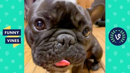 TRY NOT TO LAUGH - Cute Pets and Funny Animal Videos!