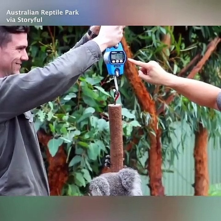 First Baby Koala born at Australian Reptile Park since the devastating bush fire