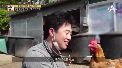 [선공개] 아저씨만 쫓아다니는 극성 팬클럽 닭떼;;; 리얼 현대판 피리부는 사나이!
