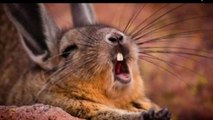 Hilirious animal making weird noises | Funny video vines | Aminal videos