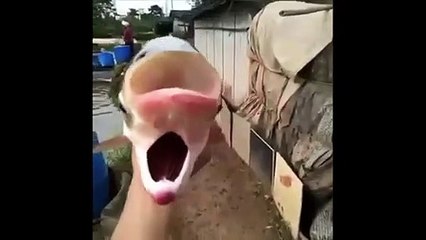 Ce poisson a 2 bouches !