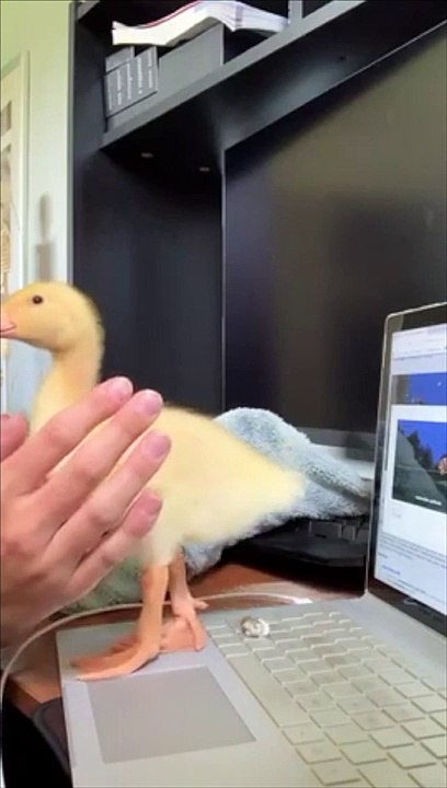 Ce poussin fait caca sur l'ordinateur portable - télétravail