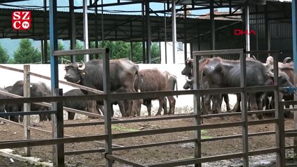 Mandalarına klasik müzik dinletti, verimin arttığını söyledi