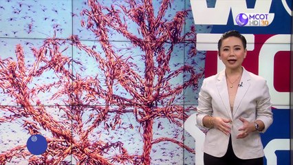 world today 1 มิ.ย. 63: หายนะจากฝูงตั๊กแตนในอินเดีย