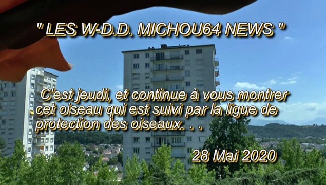 LES W-D.D. MICHOU64 NEWS - 27, 28, 29 et 30 MAI 2020 - PAU - NOUVELLES OBSERVATIONS DES OISEAUX SUR DES BALCONS
