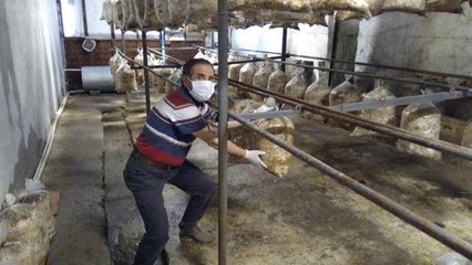 Yıllarca öğrenci yetiştirdi şimdi mantar yetiştiriyor