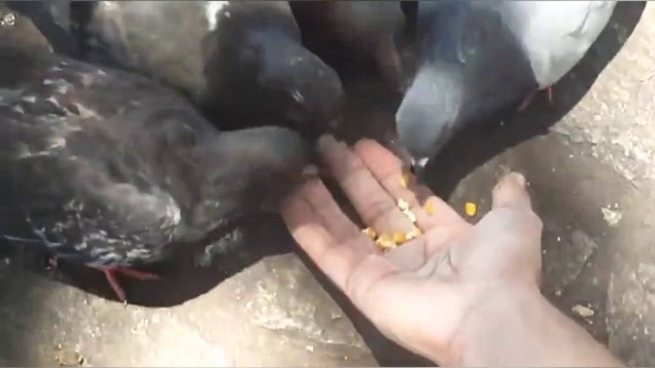 Person Feeding The Pigeons On His hand. Black and white pigeon.