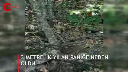 Yanına yaklaşamadılar ! Cep telefonlarına kayıt etmekle yetindiler