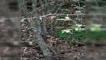 Yılanlar bu kez Doğu Karadeniz'de görülmeye başlandı