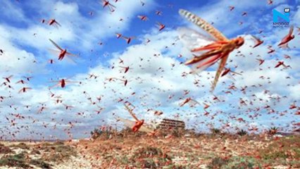 Zaira Wasim breaks silence on Locust controversy, tells Tarek Fatah 'I am not an actress anymore'