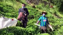 Korona virüse yakalanan köylülerinin çayını imece ile topladılar