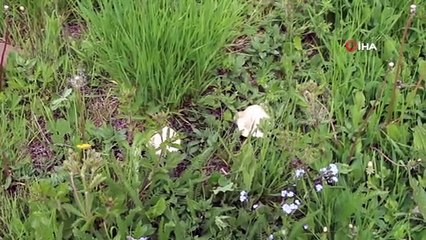 Olur'da Vatandaşlar Kasa Kasa Mantar Topladılar