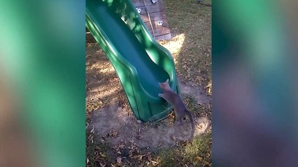 Must Watch Cat Videos! Cute and Funny Cats