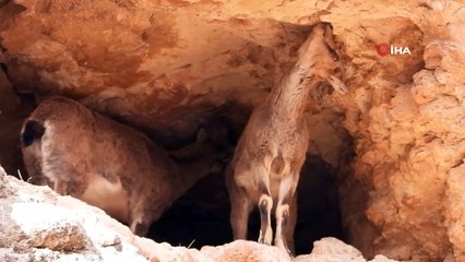 Kayaların usta tırmanıcısı yaban keçileri böyle görüntülendi