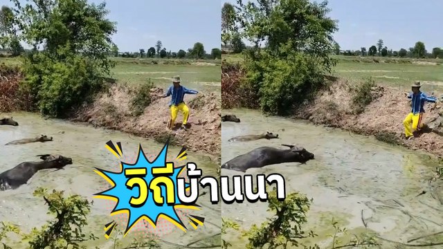 วิธีเรียกควายขึ้นจากปรัก.. เต้นยั่ว ๆ แบบนี้ ดูท่าขึ้นมาได้ต้องวิ่งให้ไวเลย