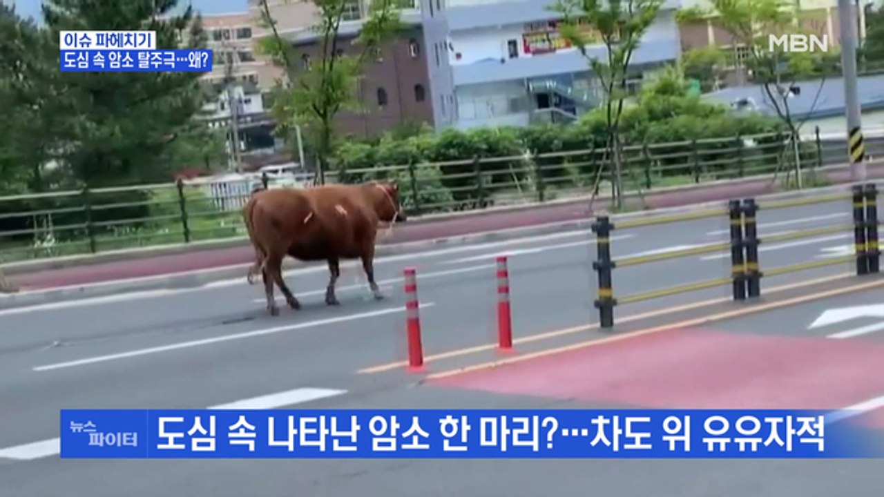 MBN 뉴스파이터-도심 속 암소 탈주극…왜?