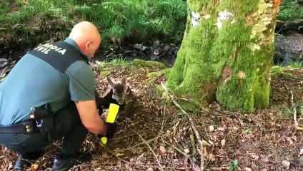 La Guardia Civil localiza en la carretera de Eugi una cría de ciervo y la traslada a una zona segura