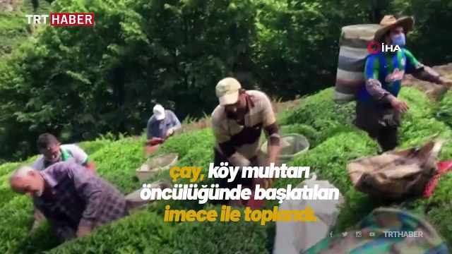 Koronavirüse yakalanan köylünün çayı imece usulüyle toplandı